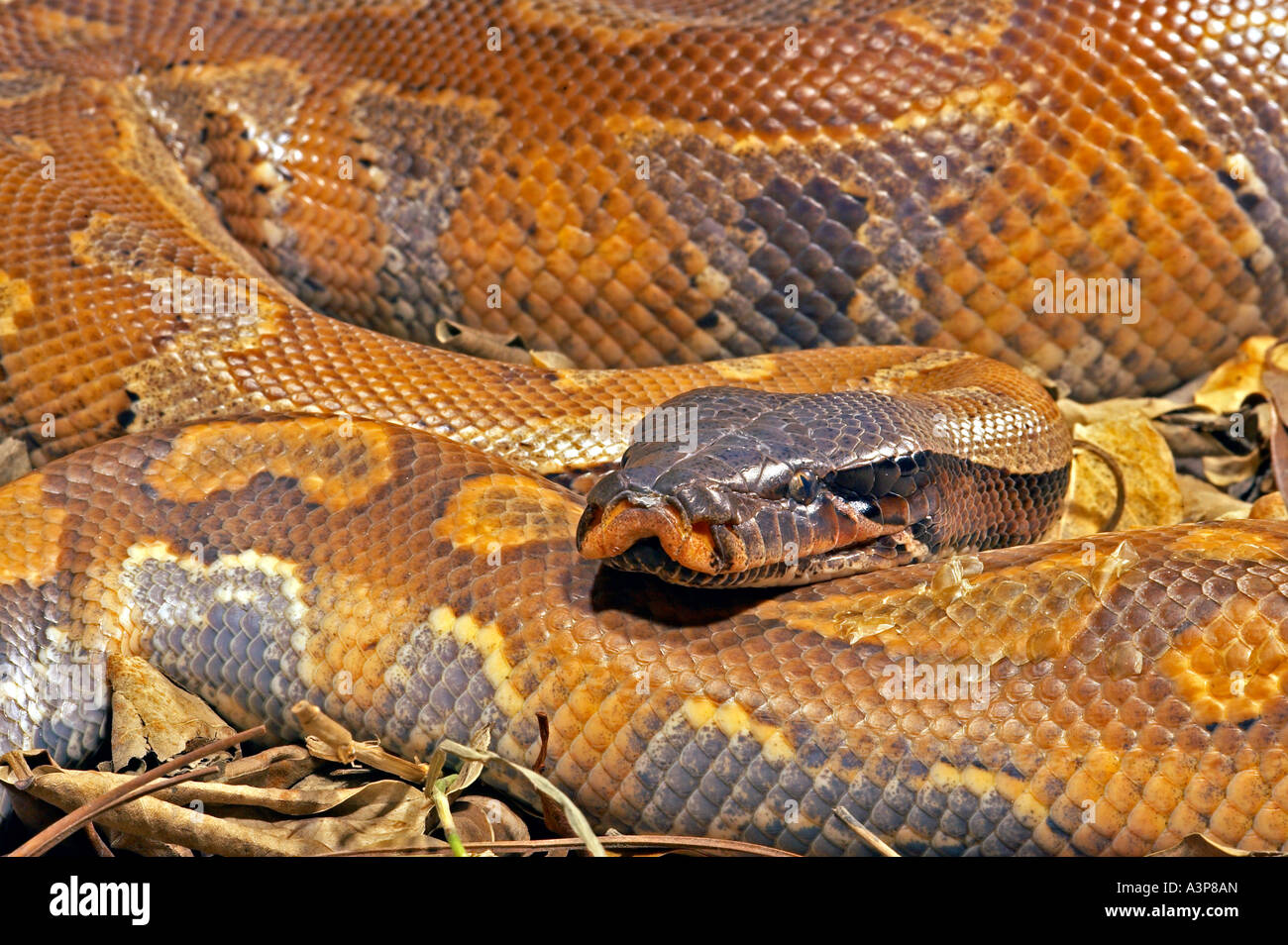 Il sangue Python Python curtus Malaysia Foto Stock