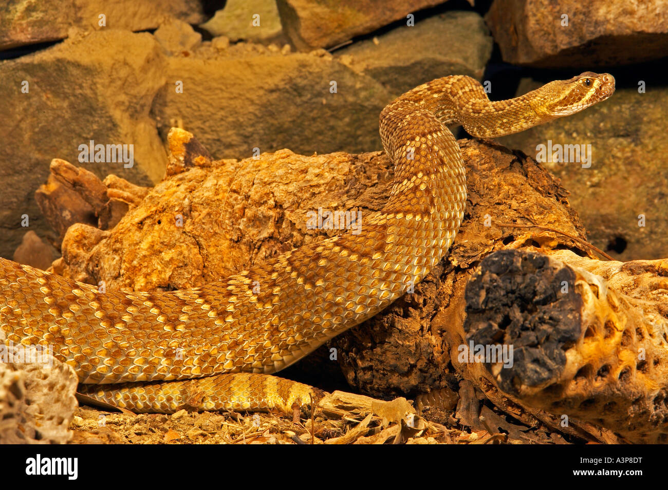 Mojave Rattlesnake Crotalus scutulatus western USA Foto Stock