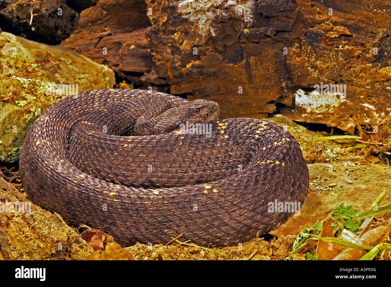 Arizona Rattlesnake nero Crotalus viridus cerberus trovato la maggior parte degli Stati Uniti d'America occidentale Foto Stock