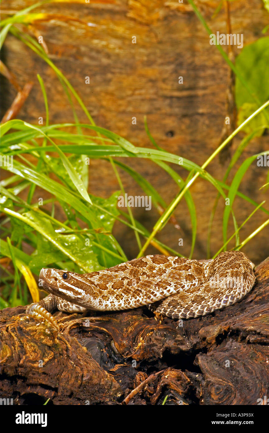 Western Massasauga Sistrurus catenatus tergeminus USA Foto Stock