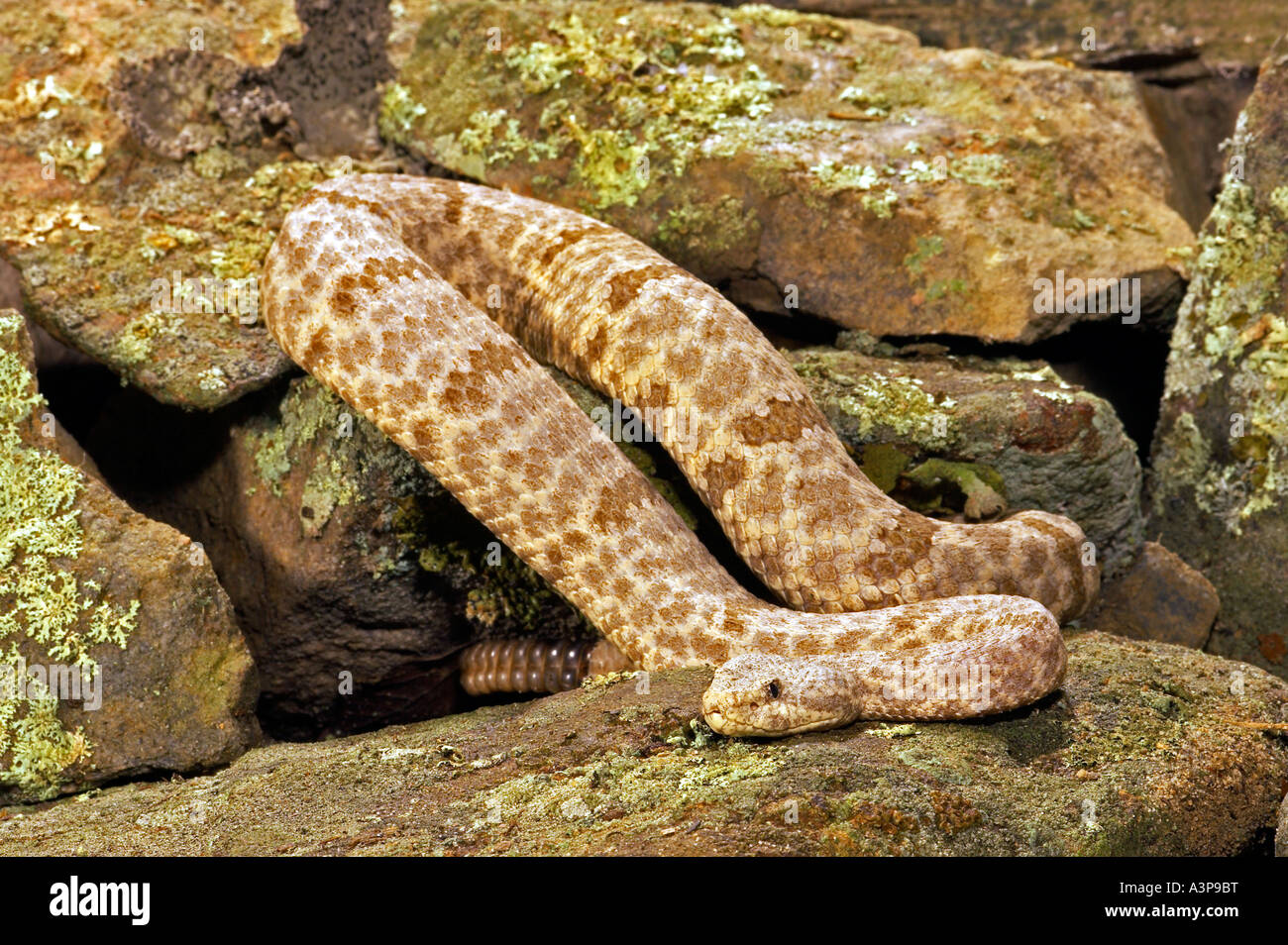 Chiazzato Rattlesnake Rock Crotalus lepidus lepidus SW USA Foto Stock