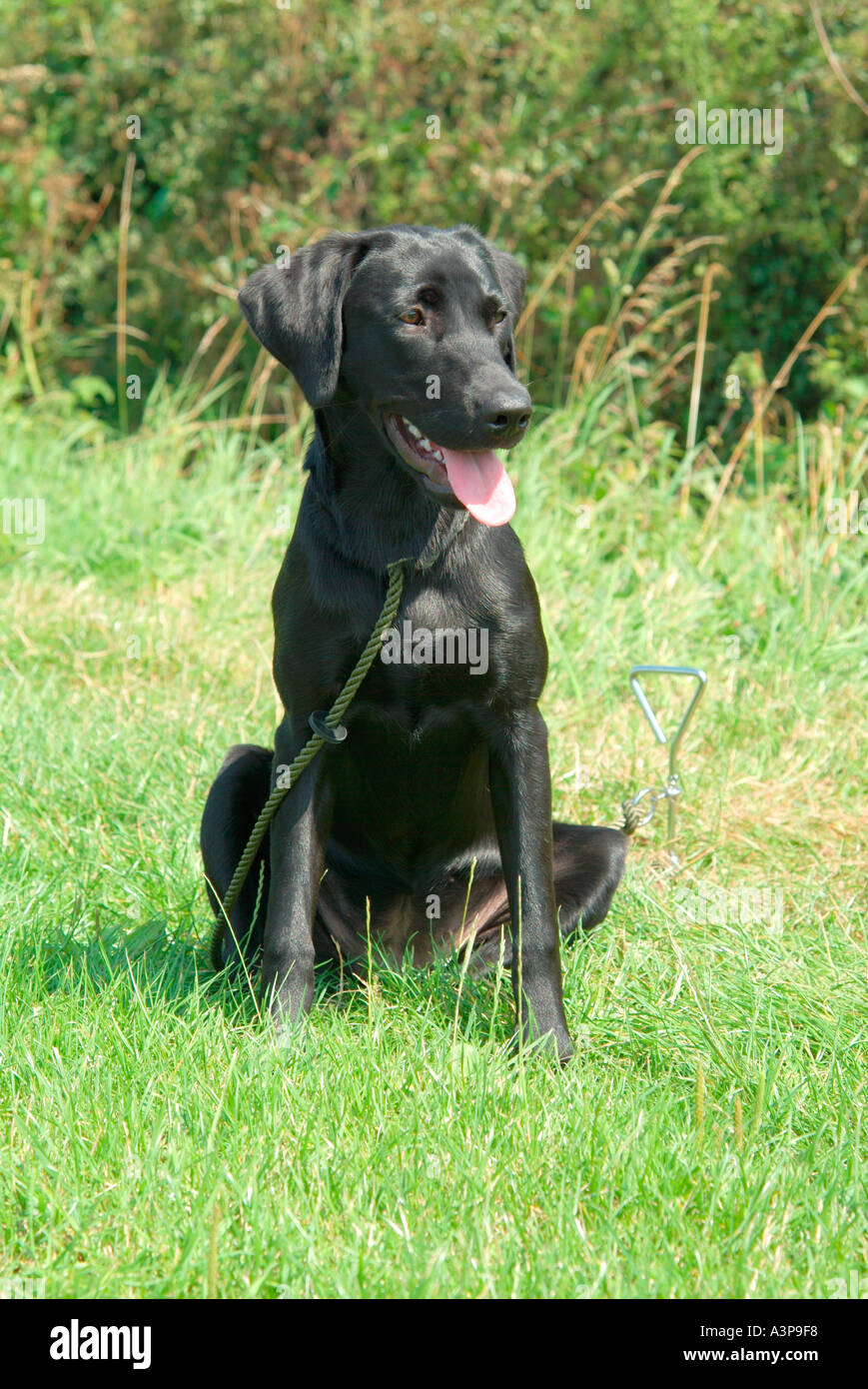 Il Labrador nero cagna pup sottoposti a prove di campo della formazione Foto Stock
