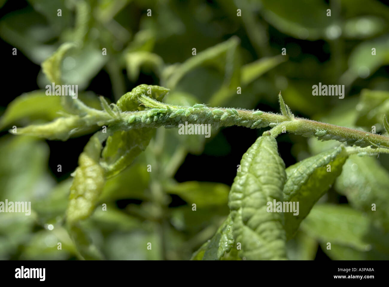 Greenfly infestare un susino Greenfly infestare un susino leaf Foto Stock