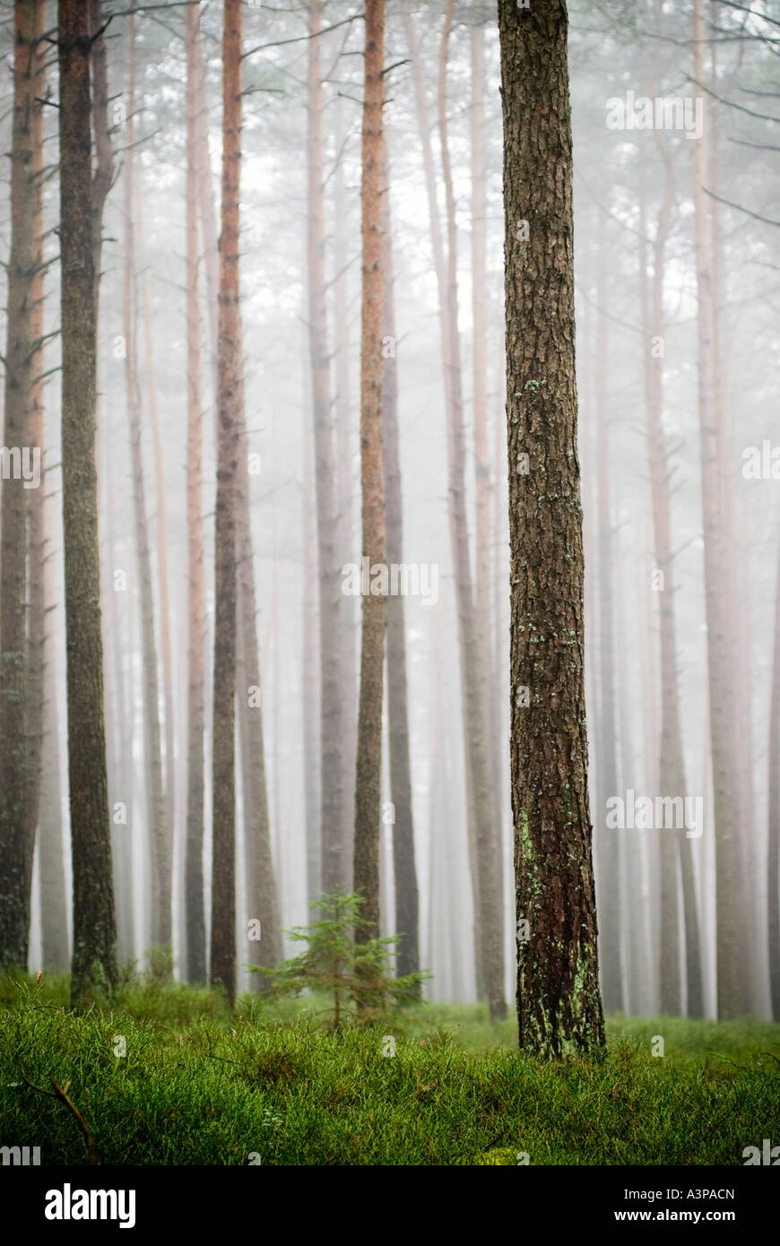 La nebbia della foresta bavarese, Germania Foto Stock