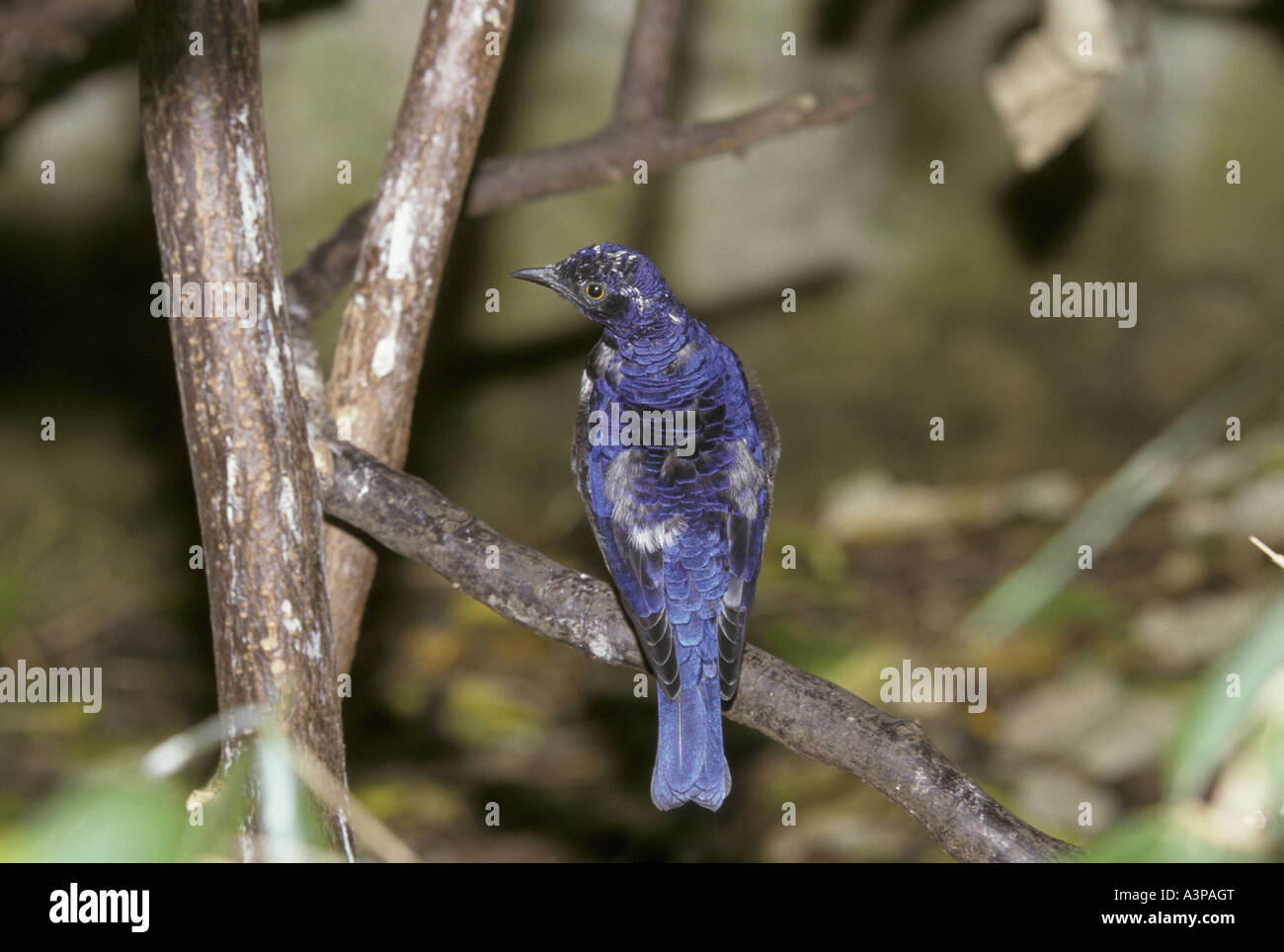 Ametista Starling Cinnyricinclus leucogaster Foto Stock