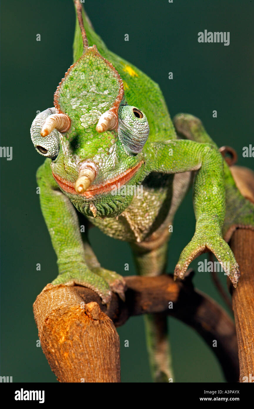 Usambara 3 avvisatore acustico Chameleon Chameleo deremensis Africa Foto Stock