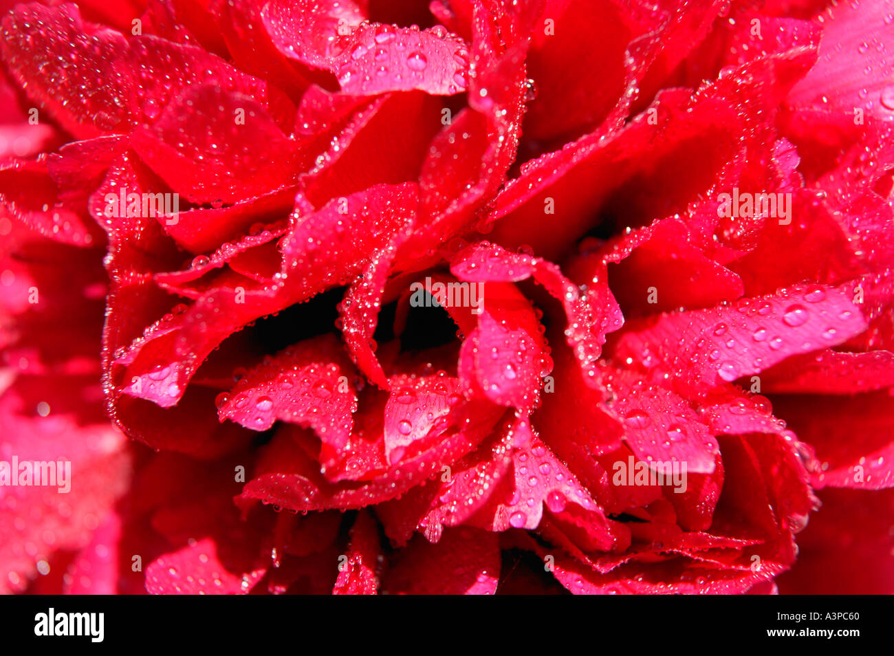 Rosso peonia fiore con goccioline di acqua su petali in stretta fino Foto Stock