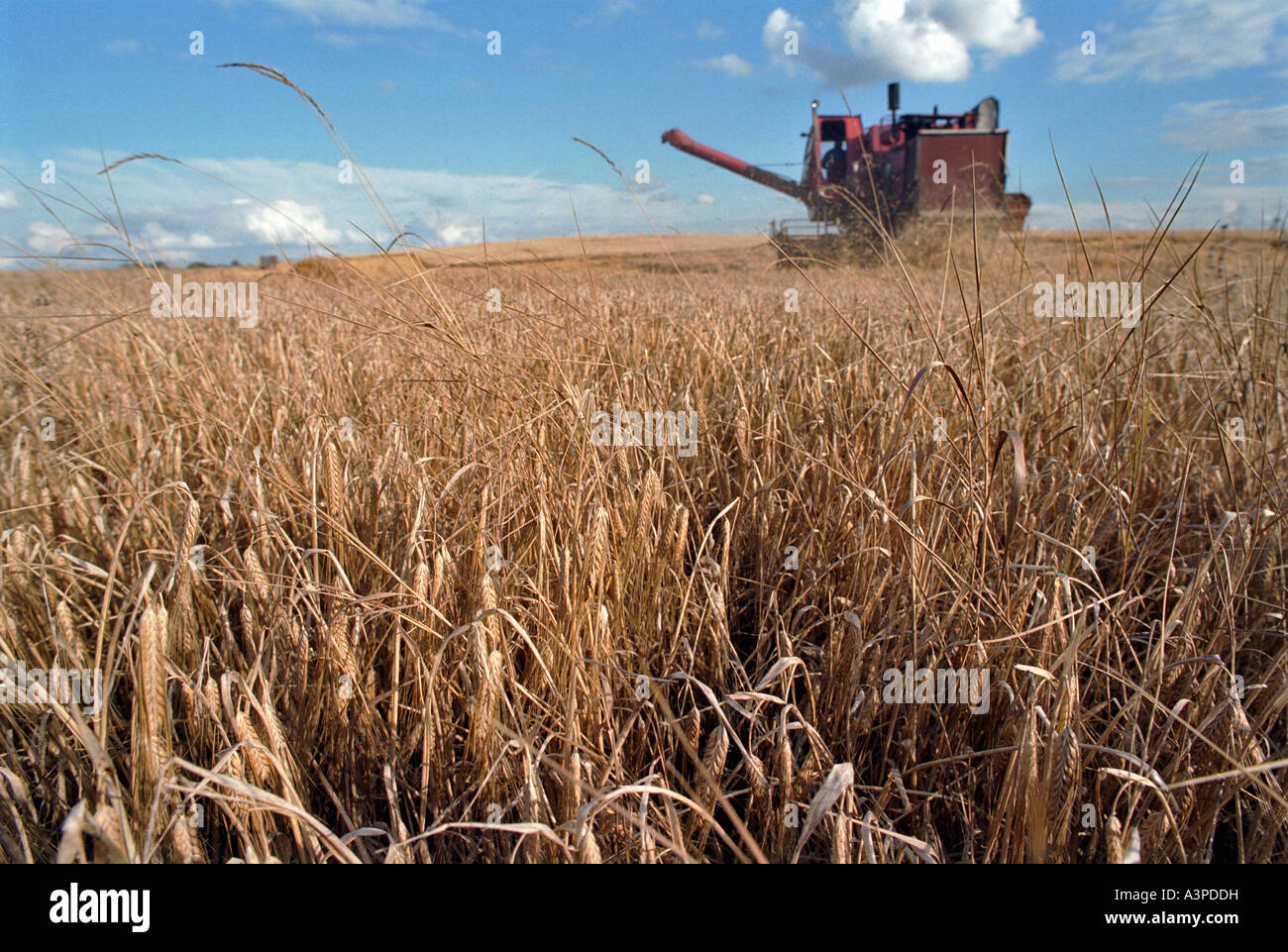 Mietitrice combinato su un campo di grano, Lituania Foto Stock