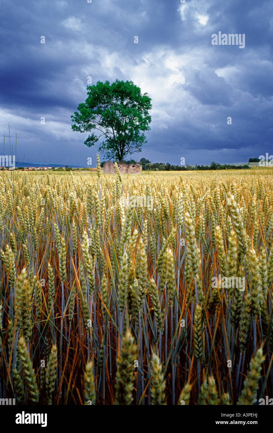 Cornfield in Auvergne, Francia. Foto Stock