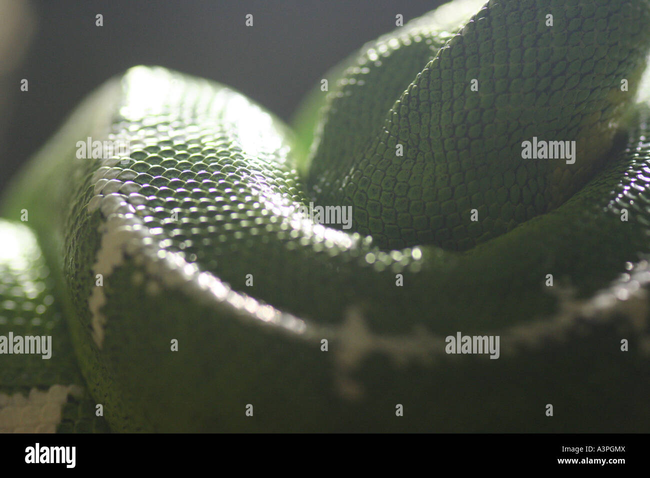 Emerald tree boa Foto Stock