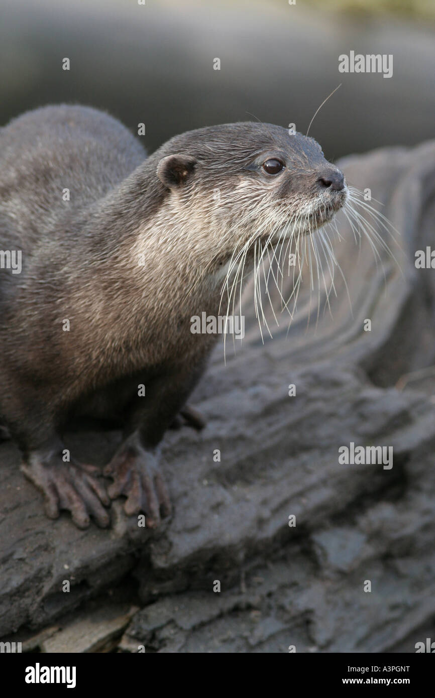 Asian breve artigliato otter Foto Stock