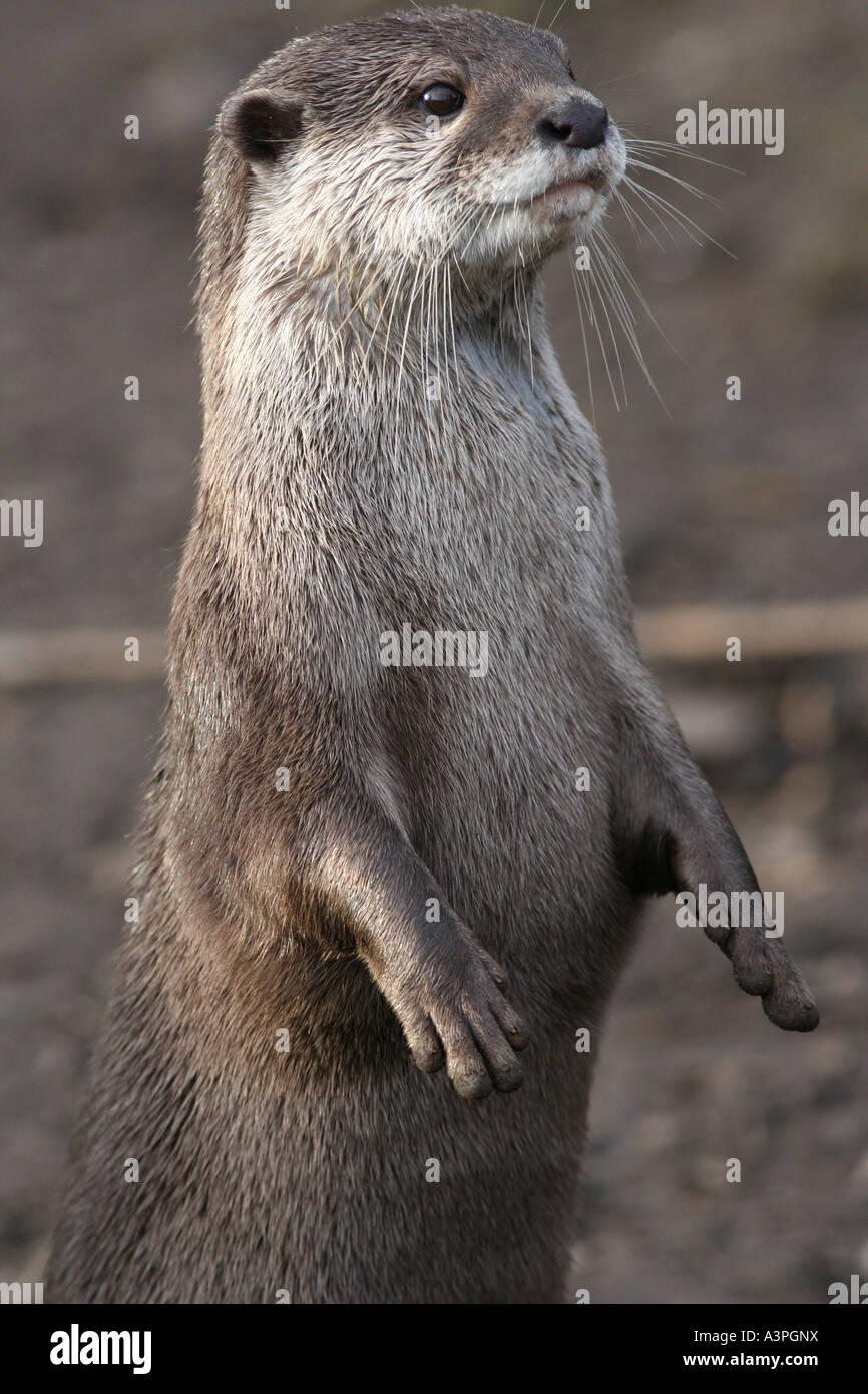 Asian breve artigliato otter Foto Stock