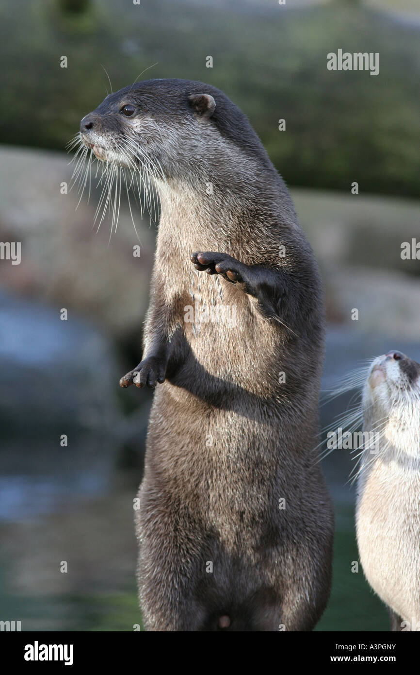 Asian breve artigliato otter Foto Stock