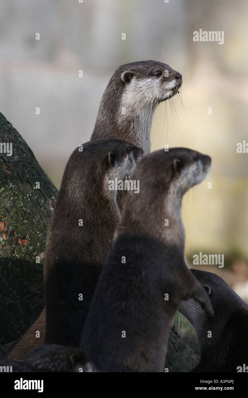 Asian breve artigliato otter Foto Stock