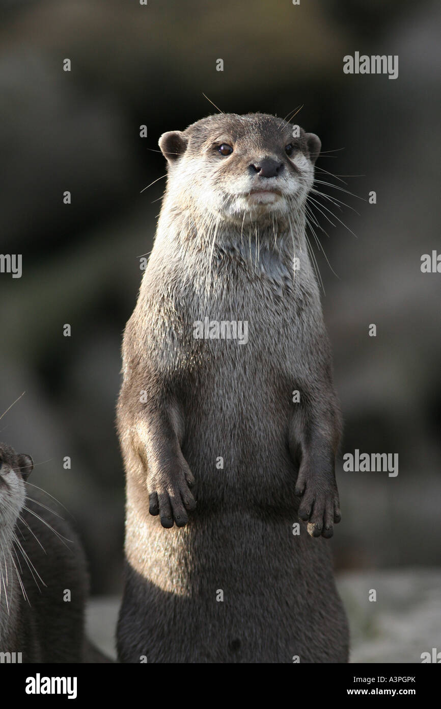 Asian breve artigliato otter Foto Stock