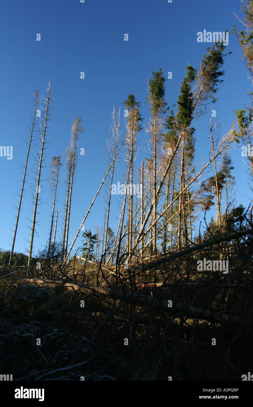 Alwen serbatoio territorio della commissione forestale Foto Stock