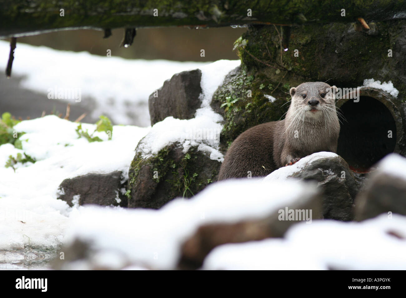 Asian breve artigliato lontra nella neve Foto Stock