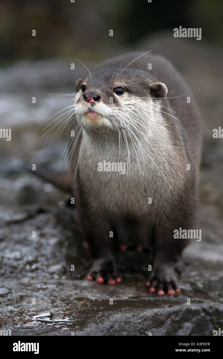 Asian breve artigliato lontra nella neve Foto Stock