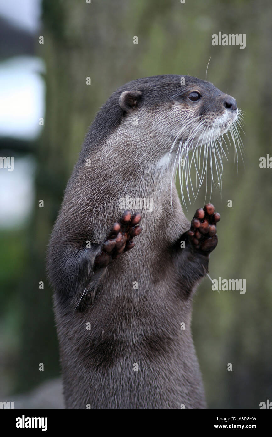 Asian breve artigliato lontra nella neve Foto Stock