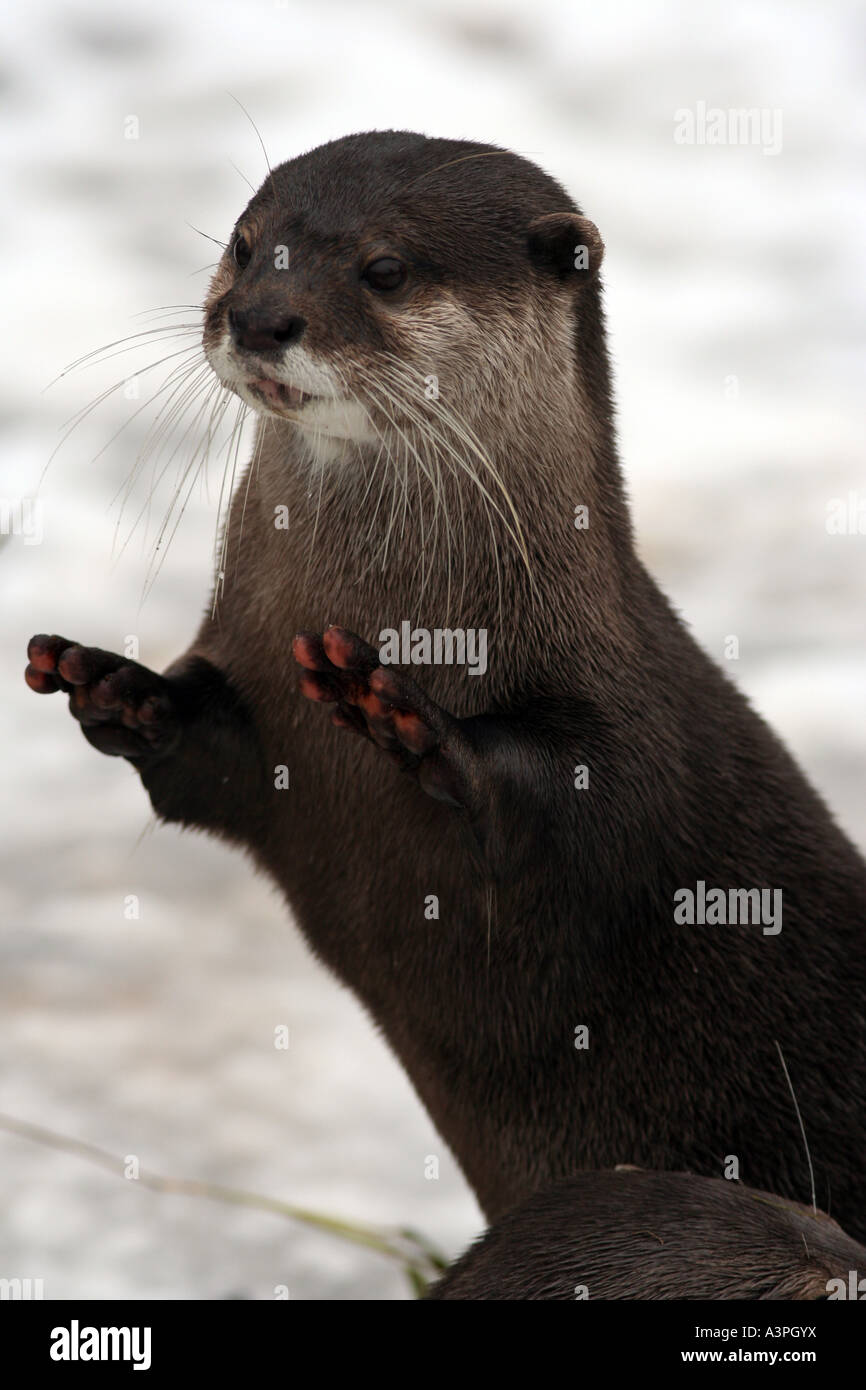Asian breve artigliato lontra nella neve Foto Stock