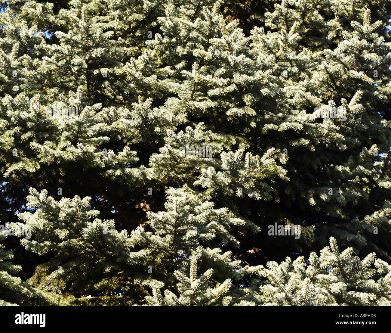 Abete, argento variazione del giardino Foto Stock