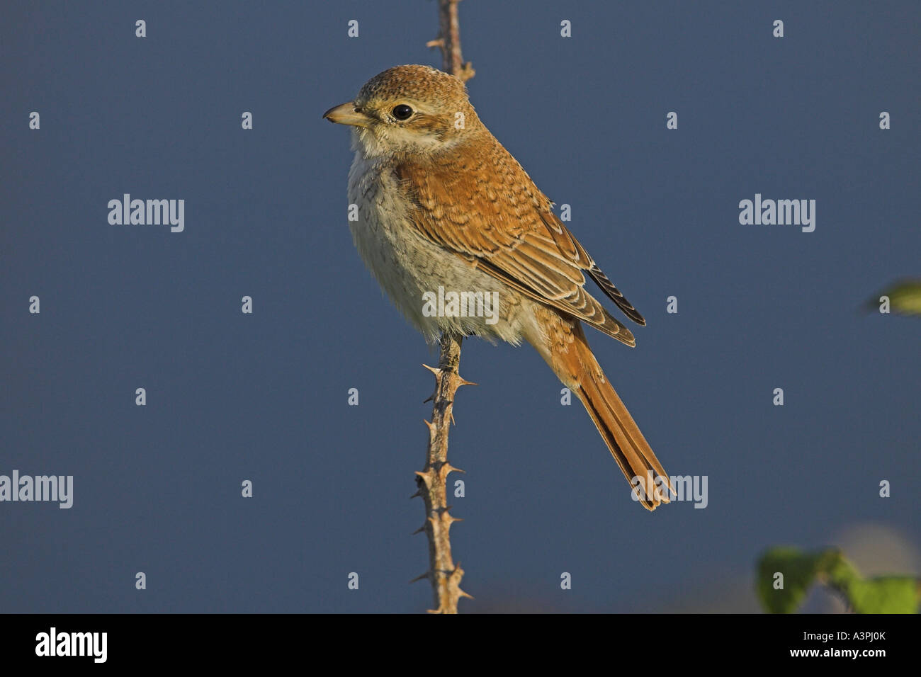 I capretti, rosso-backed Shrike (Lanius collurio) arroccato su rovo, Norfolk, Inghilterra, Regno Unito, ottobre Foto Stock