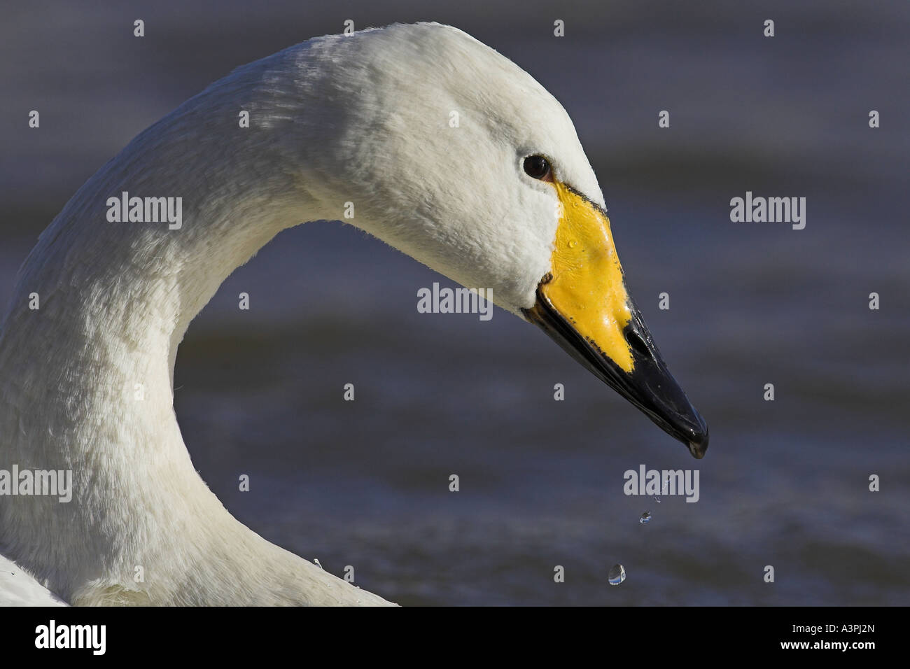Della testa e del collo in vista di un adulto Whooper Swan (Cygnus Cygnus), Norfolk, Inghilterra, Regno Unito, Gennaio Foto Stock