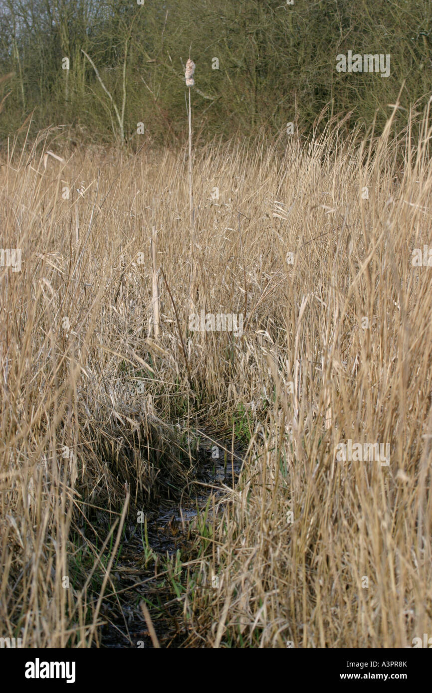 Acqua cinese DEER HYDROPOTES INERMIS via attraverso paludi NORFOLK Foto Stock