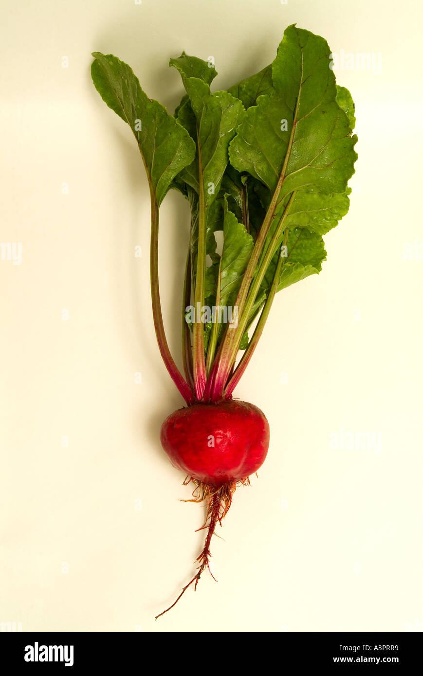 Appena raccolto barbabietola Beta vulgaris Foto Stock