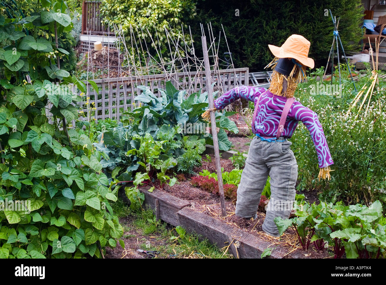 Uno spaventapasseri proteggere un sano giardino trama vegetale Foto Stock