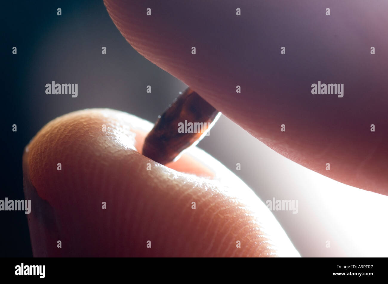 Live Bloodworms &ndash; Guida Completa Alla Coltura Di Bloodworm