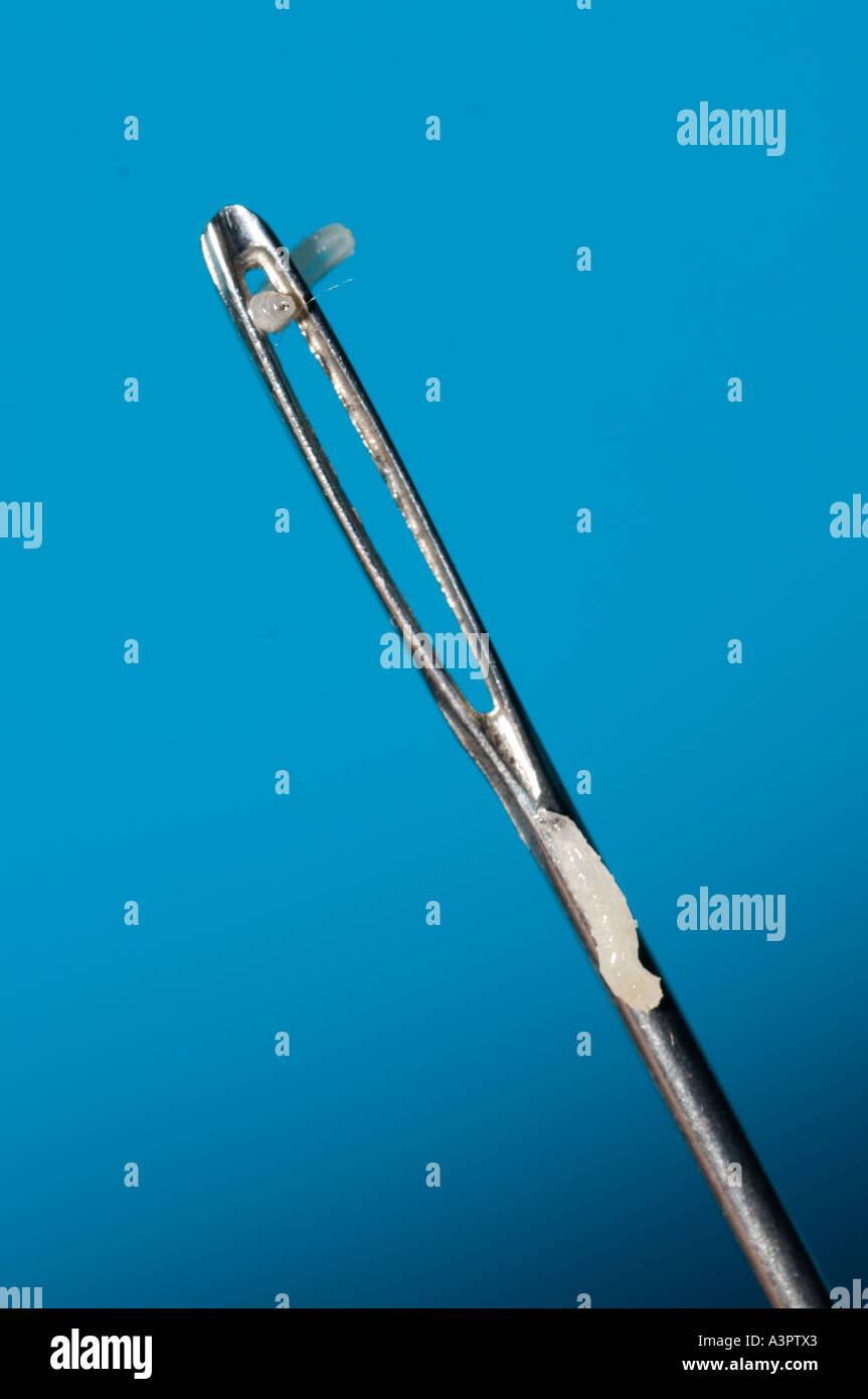 Vermi utilizzati nella gestione di ferite sono minuscoli quando viene introdotto. Verme sull'ago Foto Stock