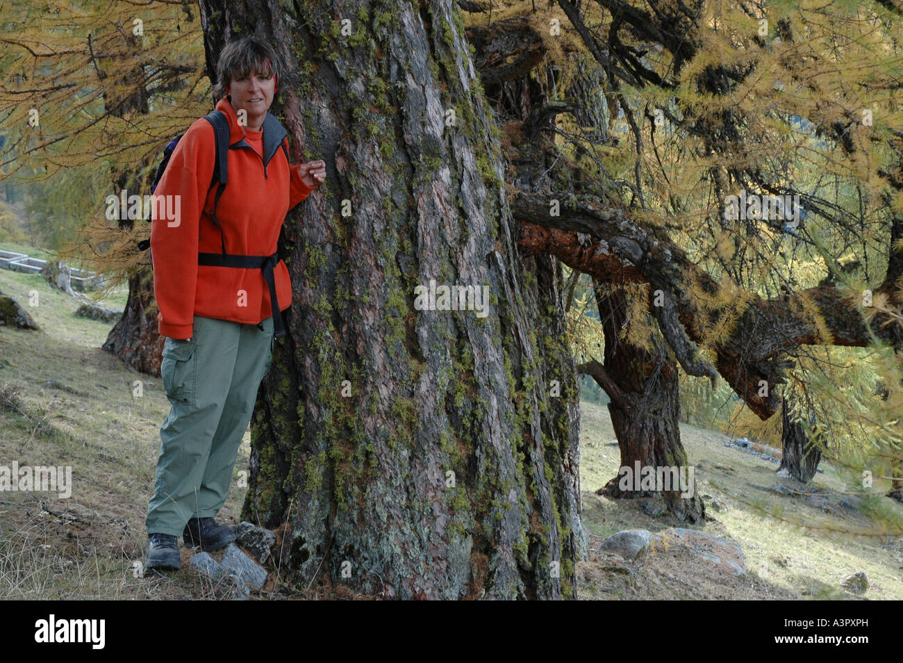 Subalpini larice Lariy lyallii, Haute Nendaz, Canton Vallese, Alpi della Svizzera Foto Stock