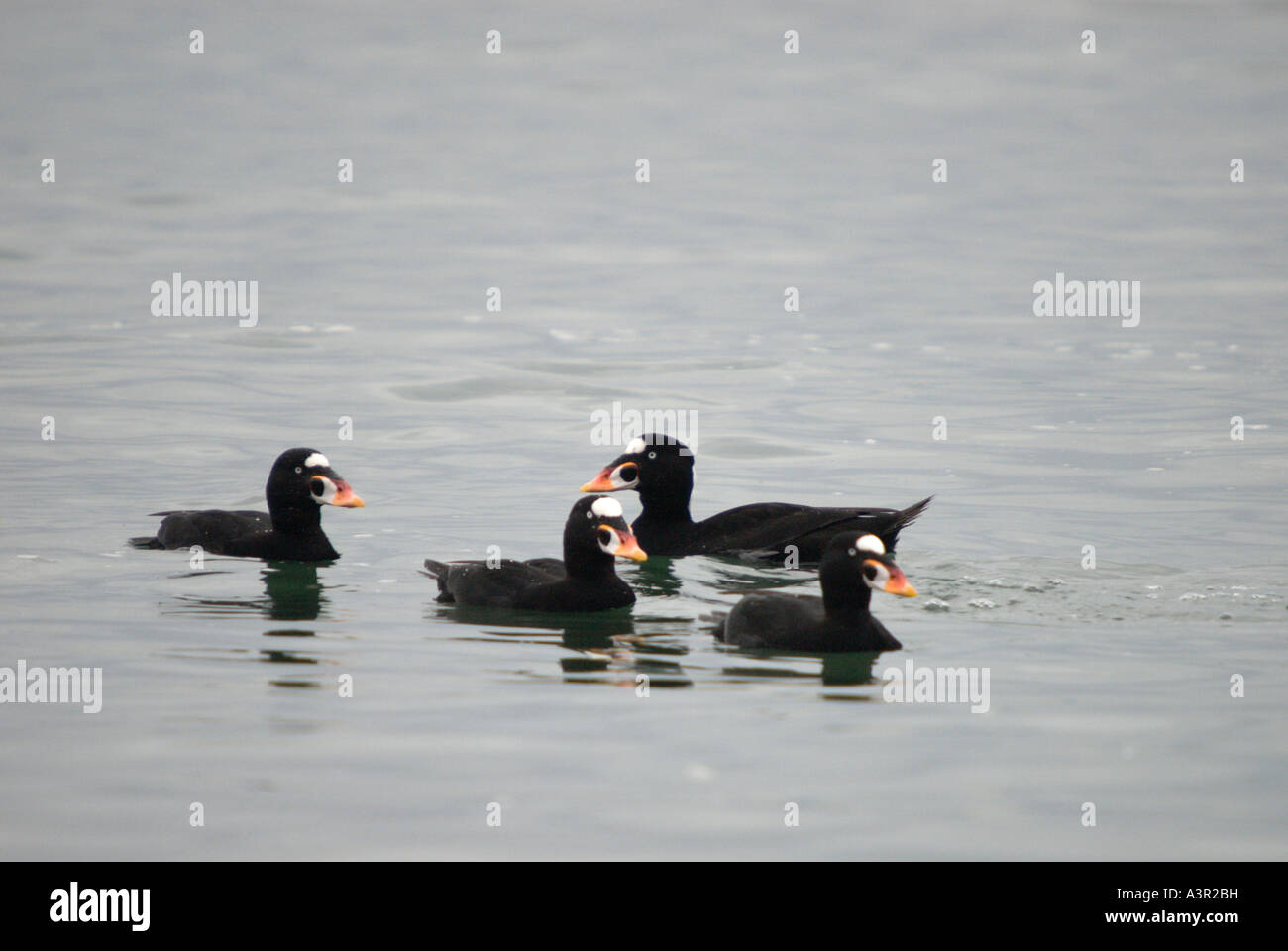 Svernamento scoters surf vicino a Vancouver, BC. Foto Stock