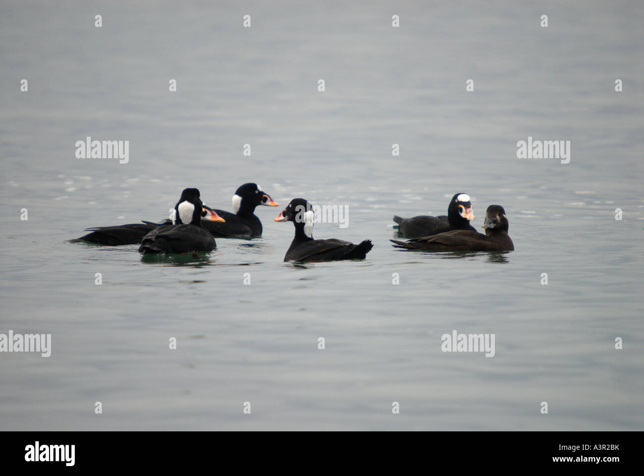 Svernamento scoters surf vicino a Vancouver, British Columbia. Foto Stock