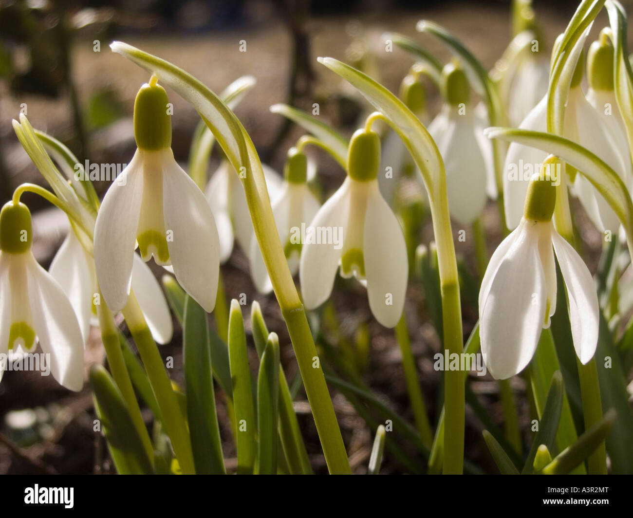 Bucaneve. Foto Stock