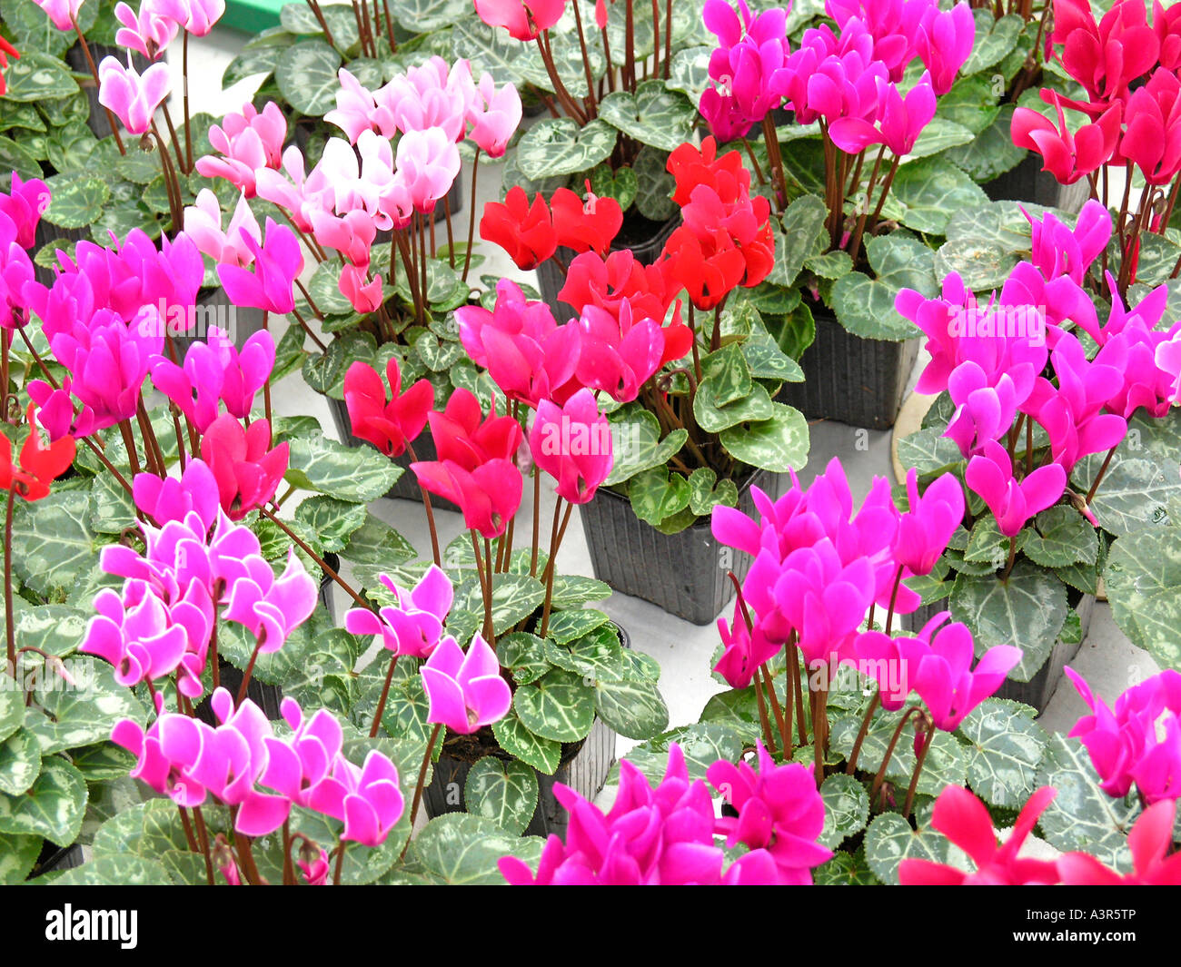Cyclamens in una serra. Luchon. Francia Foto Stock