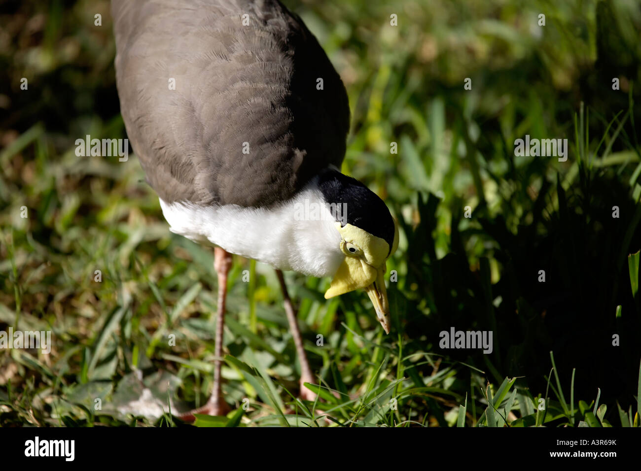 Masked Pavoncella Vanellus (miglia Miglia) Foto Stock