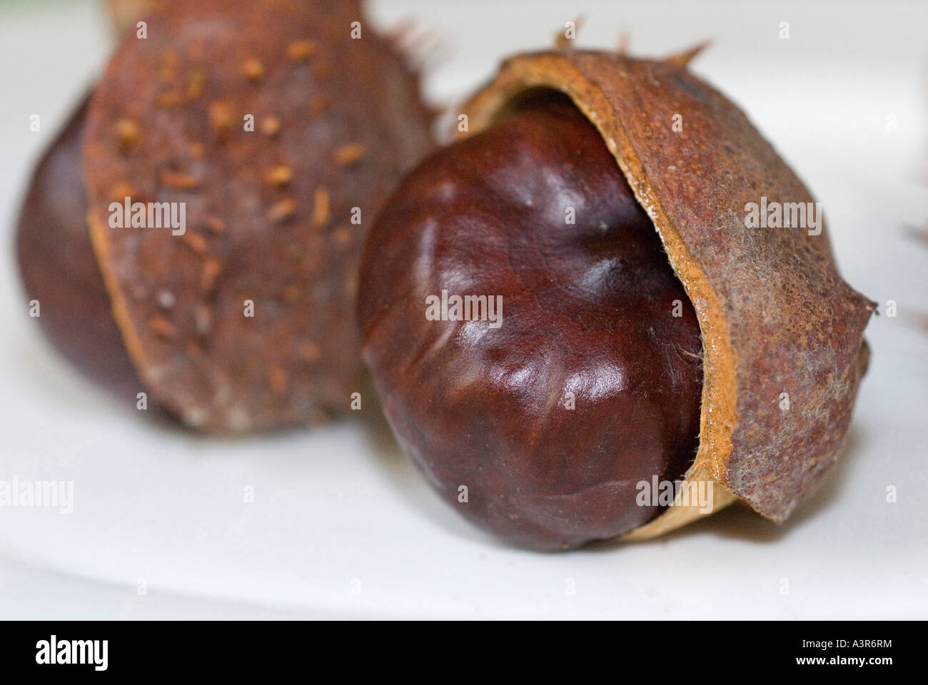 Conkers e shell Aeculus hippocastanaceae Foto Stock