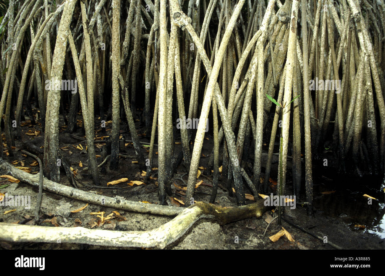 Alberi di mangrovie che mostra le radici strombato Pongara Parco Nazionale sulla costa atlantica del Gabon Africa occidentale Foto Stock