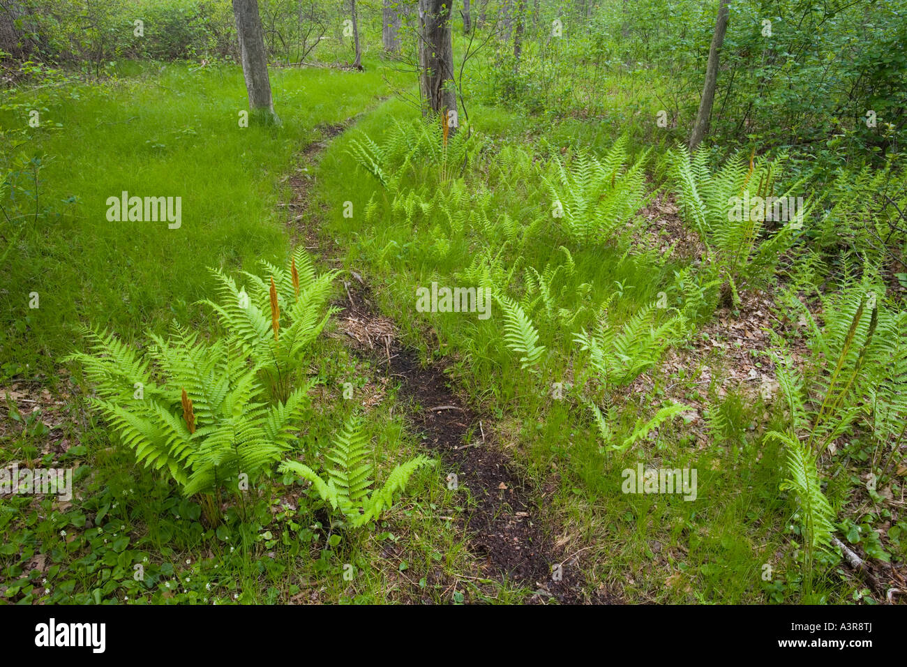 Linea di felci un sentiero di bosco in Ipswich Massachusetts USA Foto Stock
