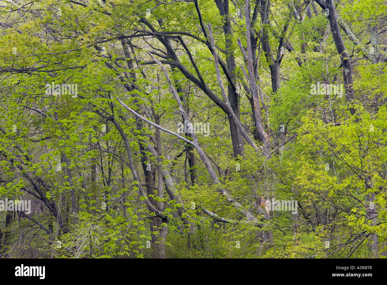 Un bosco di latifoglie, vicino al fiume di Ipswich Massachusetts USA Foto Stock