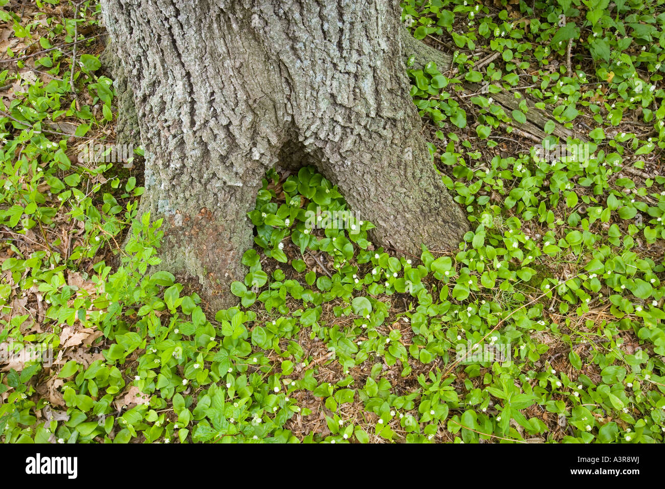 Blooming wild il giglio della valle in Ipswich Massachusetts USA Foto Stock