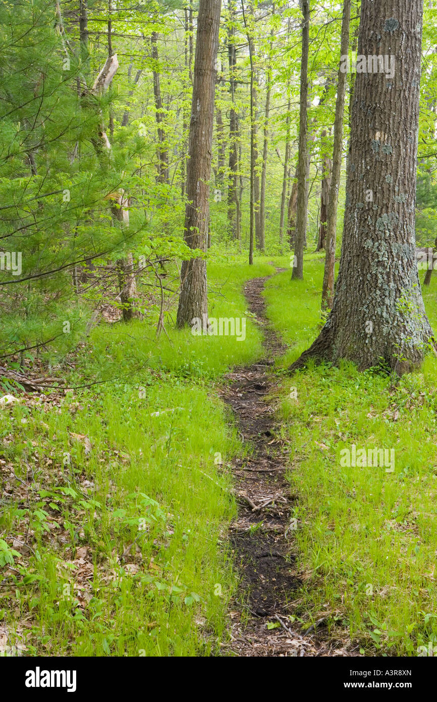 Un sentiero di bosco alla contea di Essex Greenbelt Associazione s Julia Bird Prenotazione in Ipswich Massachusetts Foto Stock