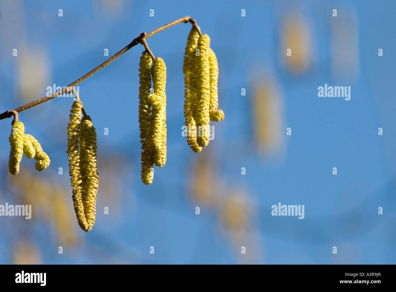 Fiore di arbusto di nocciolo Corylus avellana Foto Stock