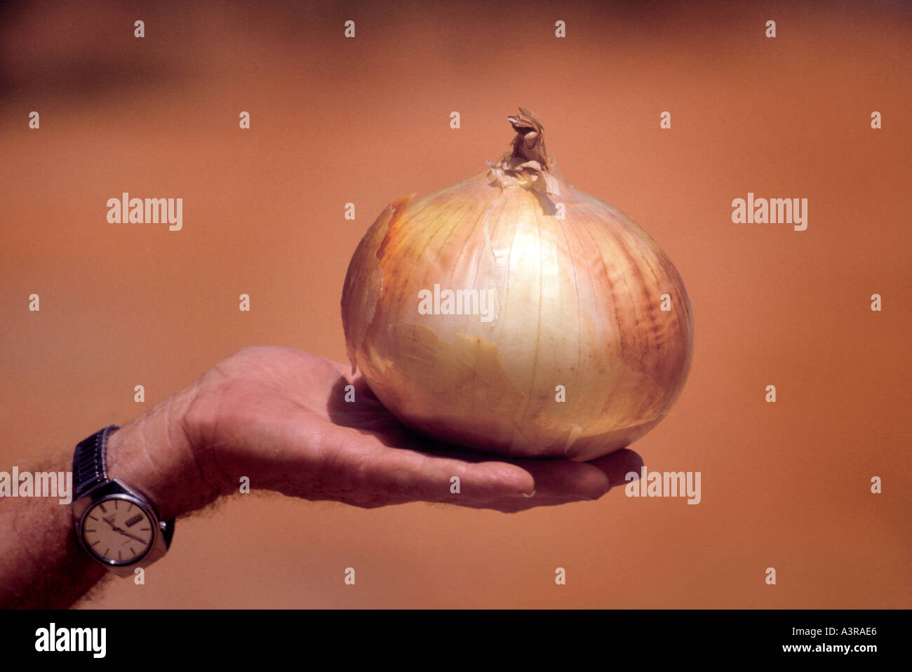 Cipolla di Vidalia GA Georgia dolce e taglia gigante Foto Stock