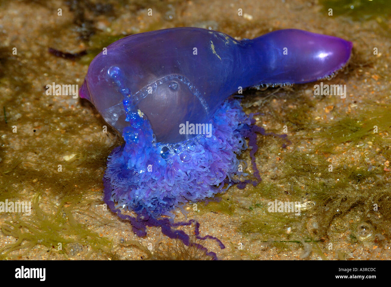 Il portoghese uomo di guerra vicino a riva Physalia physalis Praia do Forte Bahia Brasile del Sud Atlantico Foto Stock