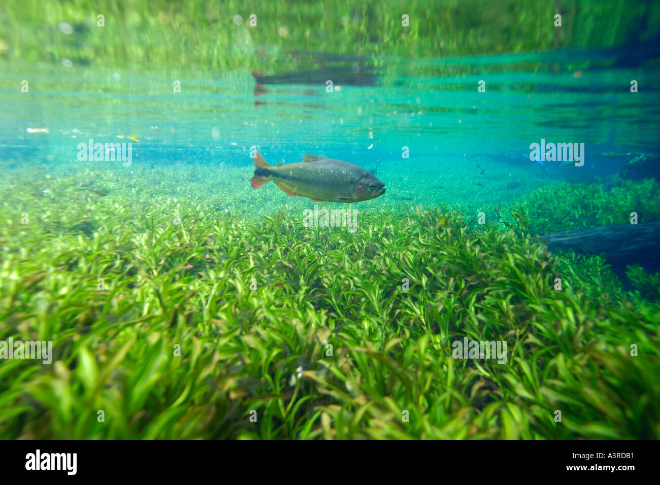 Piraputanga Brycon microlepis e piante di acqua dolce in acqua dolce nazionale primavera preservare Aquário natural Bonito Brasile Foto Stock