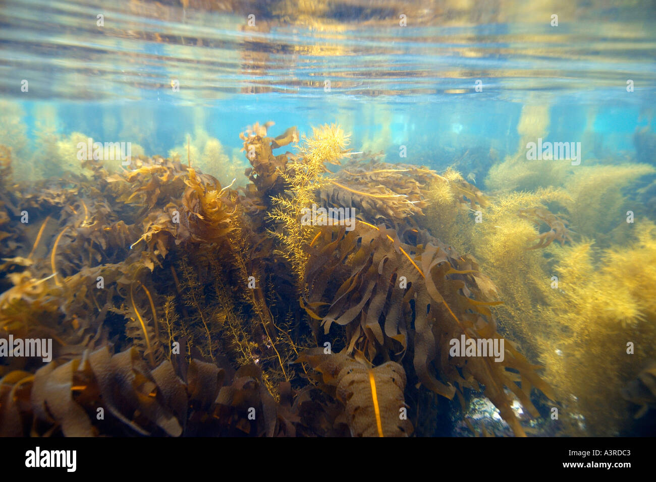 Le alghe brune Sargassum horneri e Undaria pinnatifida Chusan Ulleungdo corea del sud est del mare o il Mare del Giappone Foto Stock
