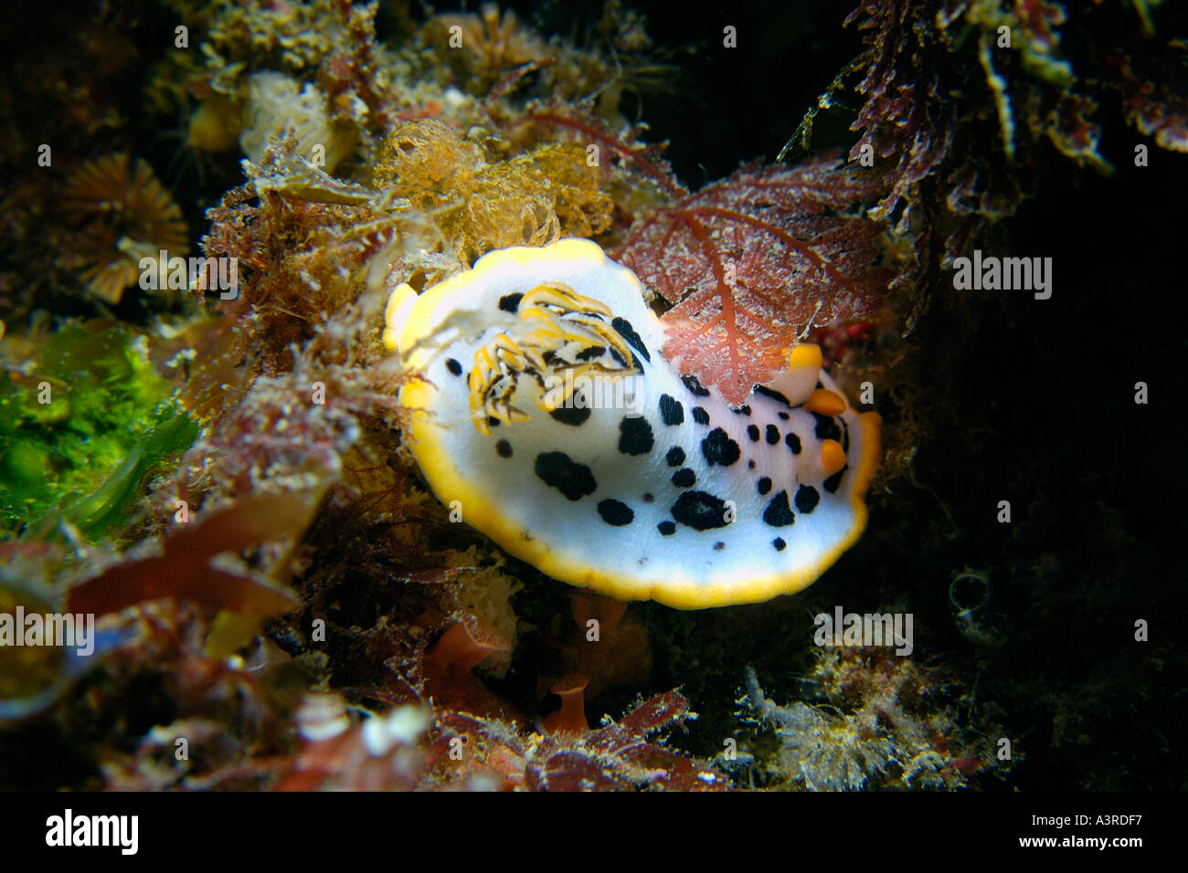 Nudibranch Chromodoris orientalis Munsom isola Jeju fare corea del sud est del mare Foto Stock